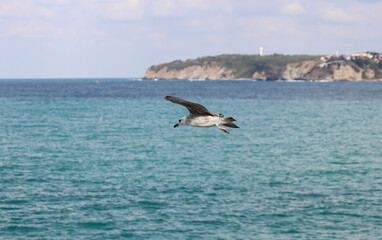 Seagulls flying over the waves.