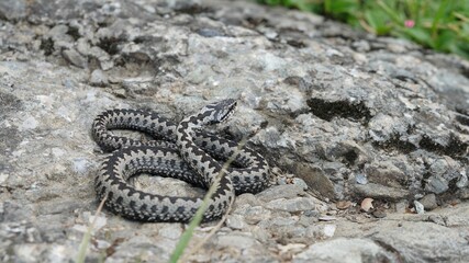 Common European adder viper snake (Vipera berus) basking on a rock and creeping away to escape in...