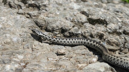 Herpetologist with wooden stick trying to catch the viper (Vipera berus)