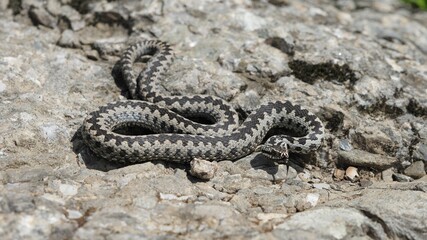 Adder viper snake (Vipera berus) in defense position ready to attack