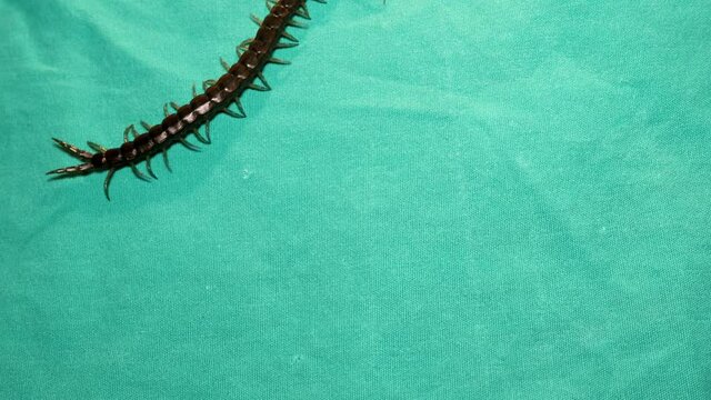 centipede
close up of centipede isolated on a green background.
closeup of centipede  
super macro centipede.
insect, insects, bug, bugs, animal, animals, wildlife, woods, forest, wild nature, garden
