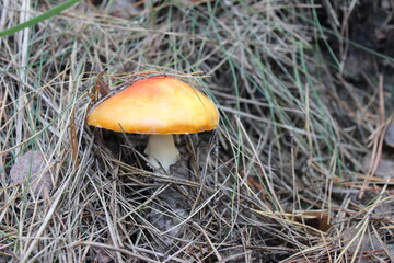 Toadstool mushroom under dry pine needles