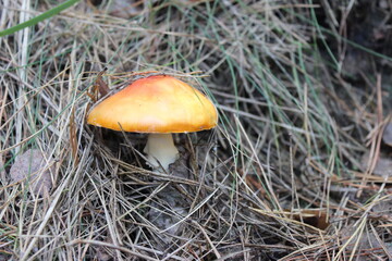 Toadstool mushroom under dry pine needles