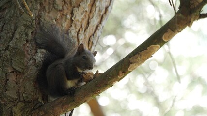 Portrait of one lovely squirrel eating a nut in a tree