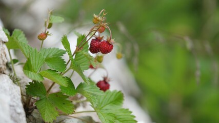 Fresh wild red strawberry fruits, green background, the taste of nature