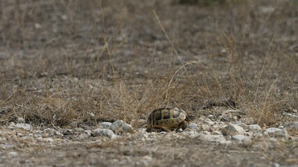 Greek spur-thighed tortoise (Testudo graeca) in its arid habitat