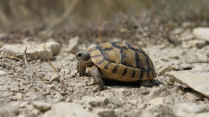 Obraz premium Close-up tortoise (Testudo graeca) in dry environment