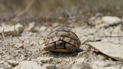 Portrait of Greek spur-thighed tortoise (Testudo graeca) in nature