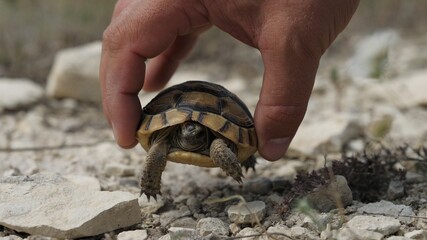 Biologist hand collecting tortoise for research