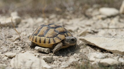 Little Greek spur-thighed tortoise (Testudo graeca) walk on rocky arid ground