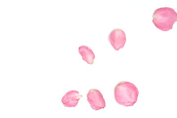 Blurred a group of sweet pink rose corollas on white isolated with copy space and softy style 