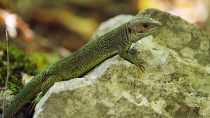 Green lizard (Lacerta viridis) on a rock in the woods