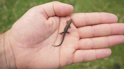 Little lizard running on hand of biologist