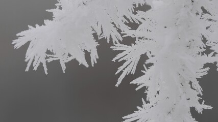 Macro detail of ice rime hoarfrost on plant branch