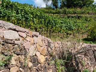 Weinanbaugebiet in Sachsen