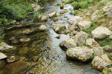 a river in the forest with many large stones