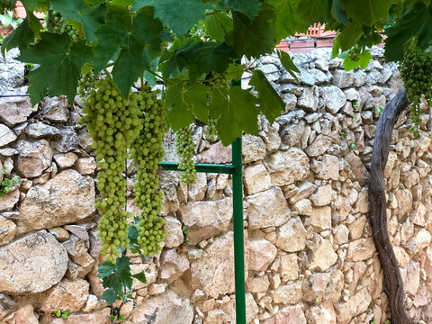 Racimo de uvas verdes en la parra