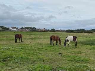 horses grazing in a field