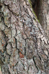 Close up of bark of a tree
