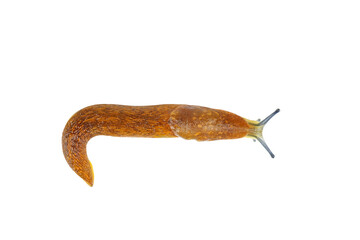 Slug snail on white background