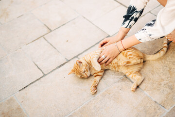 Female hands with rings and bracelets are stroking a ginger cat on the pavement.
