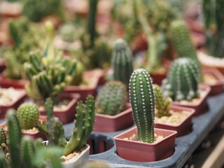 Cactus tree green trunk has sharp spikes around blooming in Plastic pots