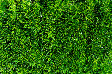 Beautiful nature background of vertical garden with tropical green leaf