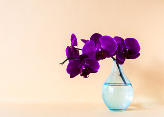 Orchid branch in a glass vase on a vege background