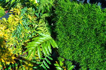 Green tree wall for closeup textured background pattern