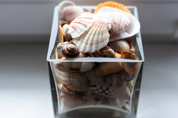 Glass vase with seashells