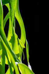 Fototapeta na wymiar green forest fern petals. fern pattern macro