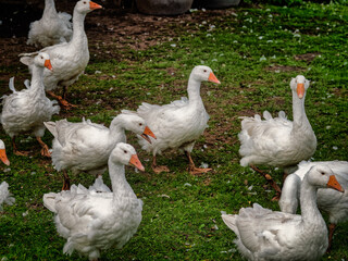Flock of white geese loosing feathers