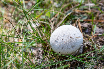 Small white mushroom Lycoperdon puffball close-up grows in the grass in the forest. View from above. Horizontal orientation. High quality photo