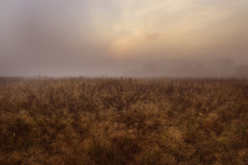 Foggy morning in an autumn field. red grass and sun in the fog.