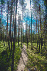 footpath in the forest in finland