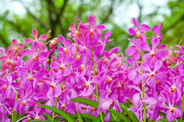 Fototapeta premium Beautiful​ orchid​ flower​ blooming​ in​ garden​