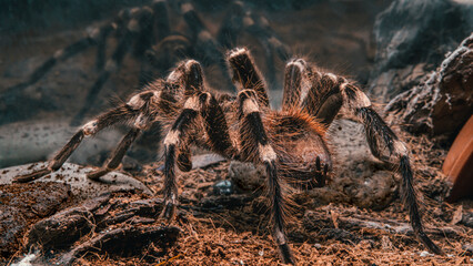Spider tarantula in a terrarium