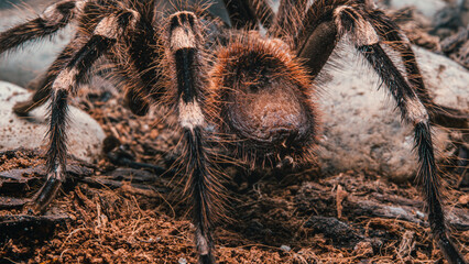 Spider tarantula in a terrarium