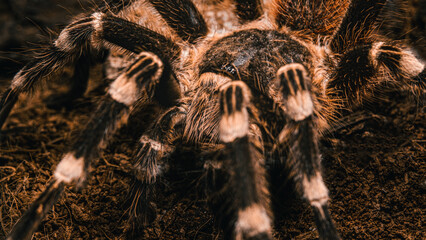 Spider tarantula in a terrarium