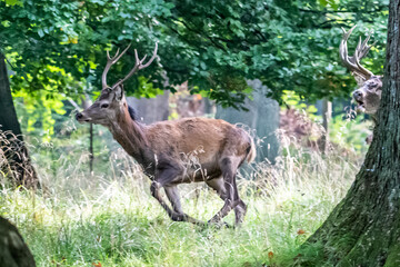Fototapeta premium Red Deer Stags (Cervus elaphus) europe