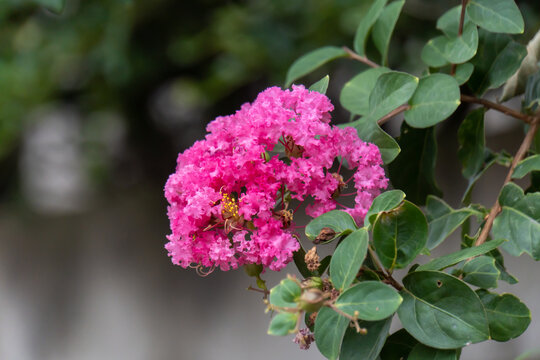 Crape Myrtle