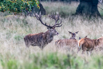 Red Deer Stags (Cervus elaphus) europe