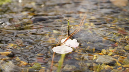 舞い散った桜の花びら