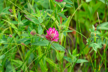 Wildflower clover in the forest in summer