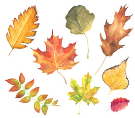 set of watercolor autumn leaves . colorful hand drawn leaves isolated on white