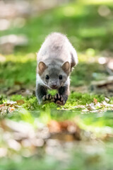 Stone marten, Martes foina, with clear green background. Beech marten, detail portrait of forest animal. Small predator sitting on the beautiful green moss stone in the forest. Wildlife scene, France