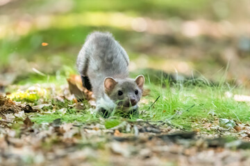 Stone marten, Martes foina, with clear green background. Beech marten, detail portrait of forest...
