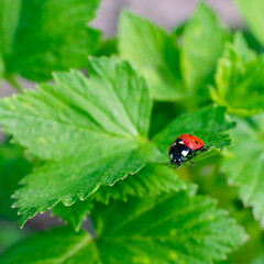 Ladybug on green leaf. Concept of tranquility and beauty in nature. Square format photo