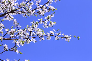 Cherry blossom in warm spring, small white flowers against the blue sky