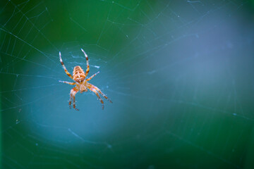 Spider, Cueva Deboyu, Campo de Caso, Redes Natural Park, Caso Council, Asturias, Spain, Europe